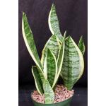 Sansevieria trifasciata cv Futura Superba 6-inch pots