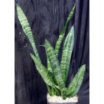Sansevieria trifasciata var. hahnii one-gallon pots