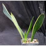 Sansevieria trifasciata cv Forescate 5-inch pots