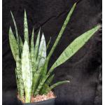 Sansevieria trifasciata cv Grey Lady one-gallon pots