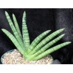 Sansevieria cv Boncel 8-inch pots