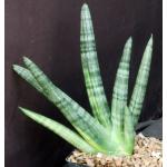 Sansevieria cv Boncel one-gallon pots