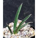 Sansevieria aethiopica (scabrifolia) 5-inch pots
