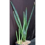 Sansevieria aethiopica cv Alice Wadehofer one-gallon pots