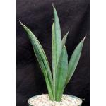 Sansevieria aethiopica cv ‘Alice Wadehofer‘ 8-inch pots