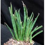 Sansevieria aethiopica (Lav 15348) one-gallon pots