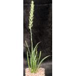Sansevieria aethiopica (Lav 15348) one-gallon pots