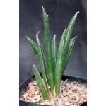 Sansevieria aethiopica ssp. marxii one-gallon pots