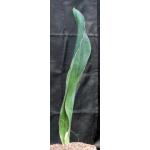 Sansevieria alwitrii (BG 98-293) 17-inch pots