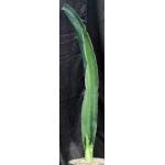 Sansevieria alwitrii (BG 98-293) 3-gallon pots