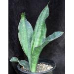 Sansevieria alwitrii (BG 98-293) 2-gallon pots