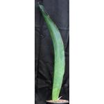 Sansevieria alwitrii (BG 98-293) 2-gallon pots