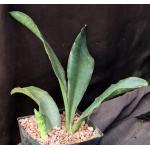 Sansevieria alwitrii (BG 98-293) one-gallon pots
