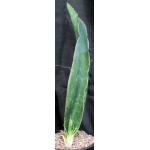 Sansevieria alwitrii (BG 98-293) 2-gallon pots