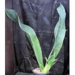 Sansevieria alwitrii (BG 98-293) 5-gallon pots