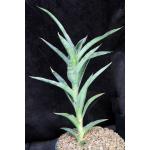 Sansevieria arborescens (Bhitala 1021) 8-inch pots Sansevieria arborescens (Bhitala 1021) 8-inch pots