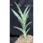 Sansevieria arborescens (Bhitala 1021) one-gallon pots
