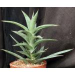 Sansevieria arborescens (Bhitala 1021) 8-inch pots