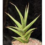 Sansevieria arborescens (Lav 23151) 10-inch pots