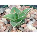 Sansevieria ascendens var. bhwirei (Bhitala 1009) 4-inch pots