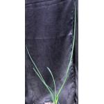 Sansevieria bacularis 5-inch pots