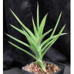 Sansevieria bagamoyoensis one-gallon pots