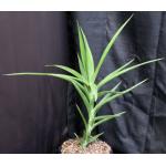 Sansevieria bagamoyoensis (WY 1117) 2-gallon pots Sansevieria bagamoyoensis (WY 1117) 2-gallon pots