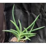 Sansevieria ballyi (ERC 12681) one-gallon pots