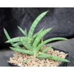 Sansevieria ballyi (Bally 12681) one-gallon pots