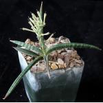 Sansevieria ballyi (Lav 7537) 4-inch pots