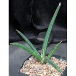 Sansevieria ballyi (Lav 7537) one-gallon pots Sansevieria ballyi (Lav 7537) one-gallon pots