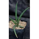 Sansevieria ballyi (Lav 7537) one-gallon pots