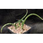 Sansevieria ballyi (Lav 7537) one-gallon pots