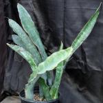 Sansevieria bhitalae (Bhitala 1000) 3-gallon pots