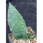 Sansevieria bhitalae cv Silver 3-inch pots