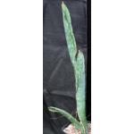 Sansevieria bhitalae cv Superclone (GC 81-071) 2-gallon pots