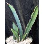 Sansevieria bhitalae cv Superclone (GC 81-071) 8-inch pots