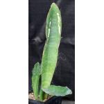 Sansevieria bhitalae one-gallon pots