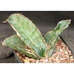 Sansevieria bhitalae cv Silver Blue one-gallon pots