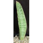 Sansevieria bhitalae cv Silver Blue 2-gallon pots