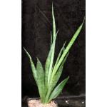Sansevieria burmanica one-gallon pots