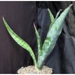 Sansevieria butleri (Wichale, Ethiopia) 2-gallon pots