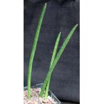 Sansevieria canaliculata (Bhitala 1034) 5-inch pots