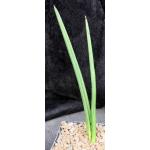 Sansevieria canaliculata (dwarf form) 5-inch pots