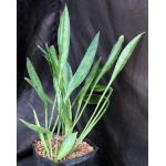 Sansevieria concinna (Lav 5933) one-gallon pots