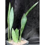 Sansevieria concinna (EVJ 22370) one-gallon pots