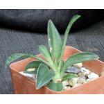 Sansevieria concinna (Lake Sibaya, South Africa) 4-inch pots