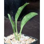 Sansevieria concinna (Lav 5933) 5-inch pots