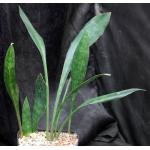 Sansevieria concinna (EVJ 22370) one-gallon pots