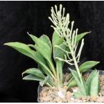 Sansevieria concinna one-gallon pots